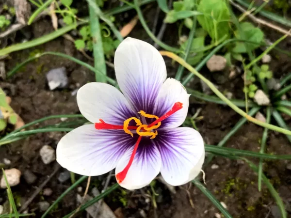 Vivid purple and white saffron flower with bright red stamens, surrounded by green grass in Chalkis, Greece.