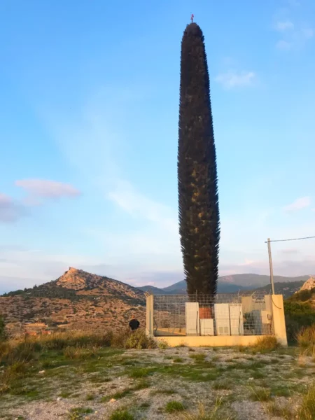 Tall, narrow cypress tree stands against a clear blue sky in Chalkis, surrounded by rugged hills and open fields.