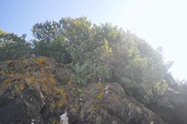 Lush greenery and rugged rocks bordered by the sea in Chalkis, Euboea, Greece, illuminated by bright sunlight.