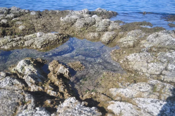 Rocky coastline with clear tide pools reflecting the blue sea in Chalkis, Euboea, Greece, showcasing natural coastal beauty.