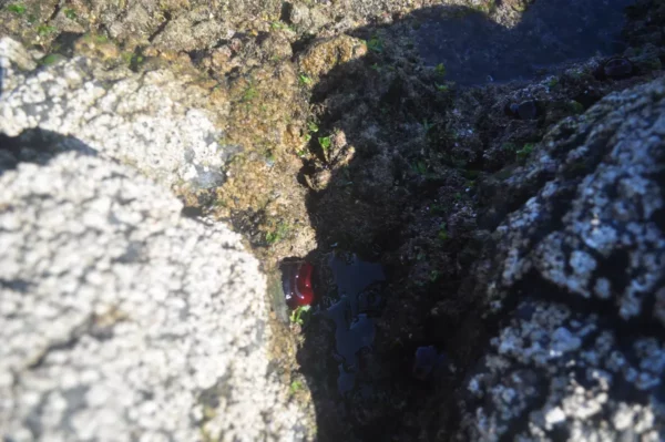 Vivid red sea creatures are spotted in the tide pools among rocky textures of Chalkis, Euboea, Greece.