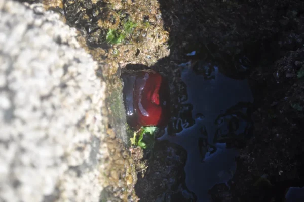 Bright red sea glass nestled in a rocky crevice, surrounded by dark water and green seaweed in Chalkis, Euboea, Greece.