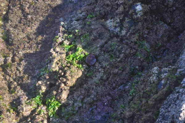 Colorful seaweed and rocky shoreline near Chalkis, Euboea, Greece, with a jellyfish resting on the textured surface.