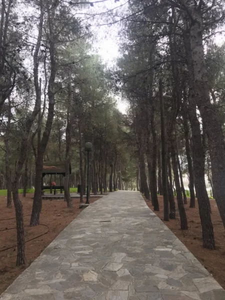 Tall pine trees line a stone pathway in Chalkis, Euboea, Greece, creating a serene atmosphere for strolls along the scenic route.