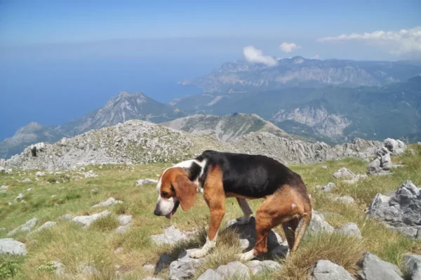 Beagle exploring the rocky terrain of Mount Dirfys, with stunning views of the sea and distant mountains in Euboea, Greece.